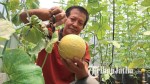 Nikmati Keseruan Petik Melon Golden Inthanon Langsung dari Pohon di Malang, Buahnya Kecil dan Manis