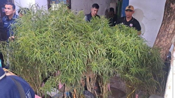 Pohon Ganja yang Ditanam di Atap Rumah Rupanya untuk Bisnis, Dijual Rp 50 - 100 Ribu per-Bungkus