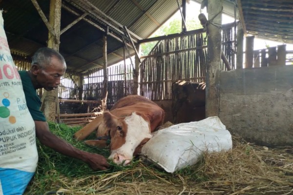 4 Sapi di Ponorogo Mati Mendadak Diduga Terjangkiti PMK