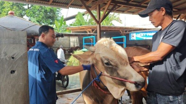 Tekan Penyebaran PMK, Banyuwangi Intensifkan Desinfeksi dan Vaksinasi pada Ternak