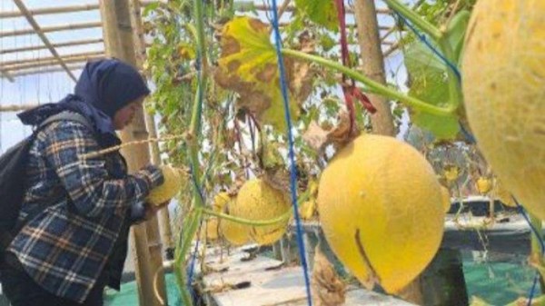 Budidaya Melon Intanon di Pakis Kabupaten Malang Libatkan Kaum Emak-emak