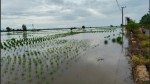 Petani Raya Belanti Tapin Terancam Gagal Panen, Ratusan Hektar Padi Unggul Terendam