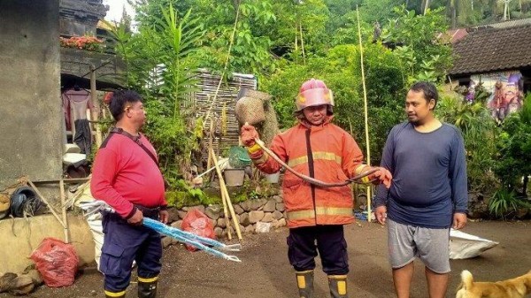 Sebulan, Damkar Karangasem Amankan Belasan Ular Masuk Rumah Warga