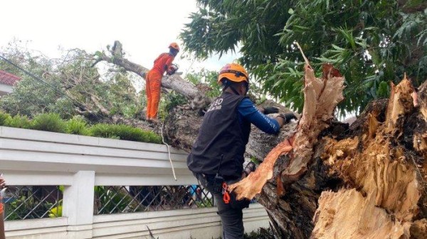 Pohon Tumbang Karena Angin Kencang di Bondowoso Bertambah, BPBD Ingatkan Hal Berikut