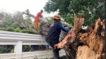 Ini Lokasi Pohon Tumbang di Bondowoso Akibat Angin Kencang, 1 Rumah Terdampak dan 5 Orang Luka-Luka