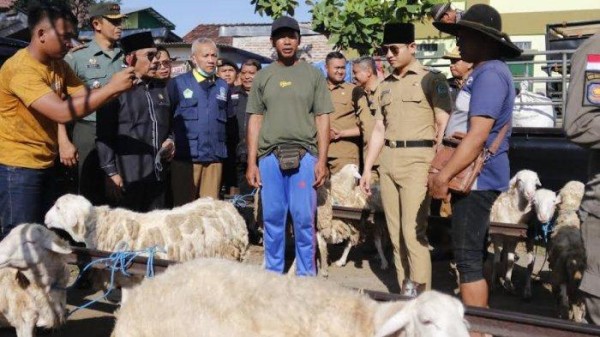 Kasus PMK Melandai, Pasar Hewan Trenggalek Kembali Dibuka Khusus Untuk Kambing dan Domba