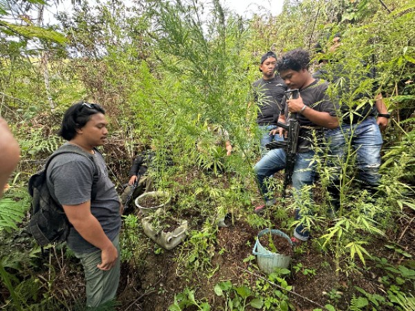 Tangkap Dua Pelaku Curanmor, Polisi Temukan Ladang Ganja di Wamena