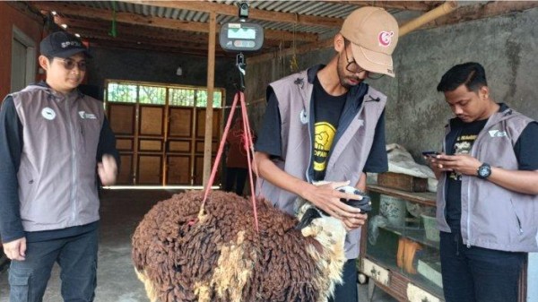 Upaya Sejahterakan Peternak Hingga Raup Cuan Signifikan Berkat Tebar Hewan Kurban Dompet Dhuafa