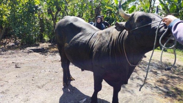 Dibeli dari Peternak Lokal, Sapi Kurban Presiden Prabowo Subianto untuk Warga Aceh Tengah 705 Kg
