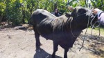 Dibeli dari Peternak Lokal, Sapi Kurban Presiden Prabowo Subianto untuk Warga Aceh Tengah 705 Kg