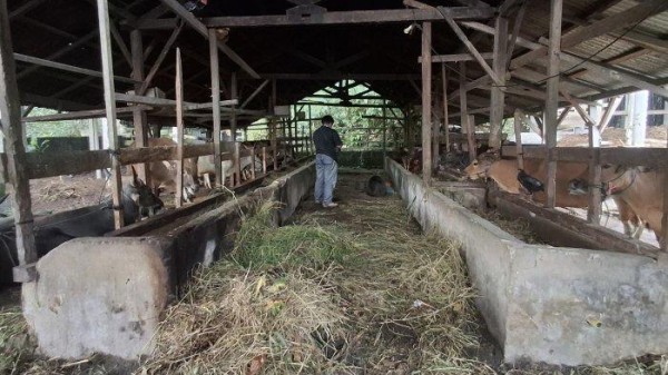 Permintaan Sapi di Parimo Sulteng Meningkat Jelang Idul Adha 2025