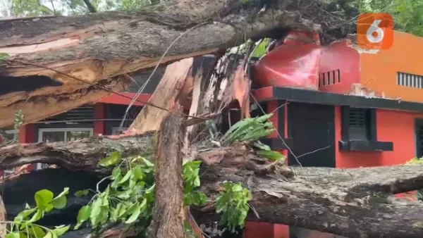 Angin Kencang Terjang Kota Medan Sebabkan Pohon Tumbang, BMKG Beri Penjelasan dan Imbauan