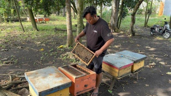 Kisah Peternak Madu Kediri Hadapi Tantangan Cuaca Tak Menentu
