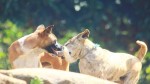 Kasus Rabies di TTS NTT, Dinas Peternakan TTS Ungkap Kendala saat Vaksinasi HPR