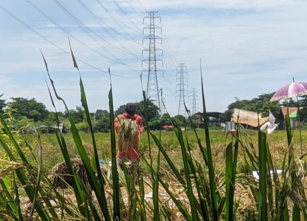 Harga Gabah Terus Naik, Petani hanya Untung Sekadarnya