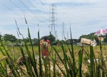 Harga Gabah Terus Naik, Petani hanya Untung Sekadarnya