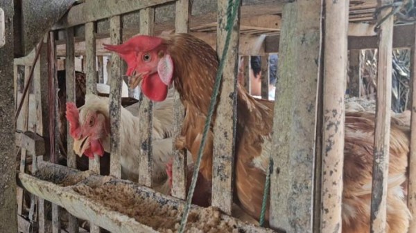 Banyak Peternak Baru di Kabupaten Trenggalek, Produksi Ayam Melonjak Signifikan di Tahun 2025