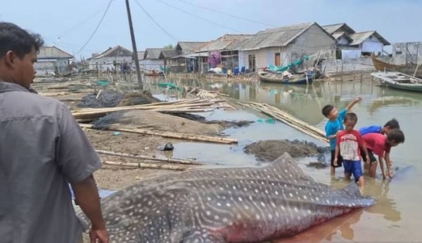 Hiu Tutul Bobot Satu Ton Ditemukan Mati di Perairan Muara Gembong Bekasi