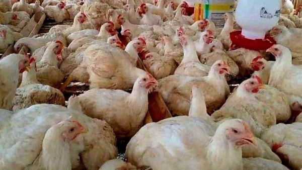 MBG Diproyeksikan Kerek Produksi Ayam Potong Sumut hingga 38% di Oktober
