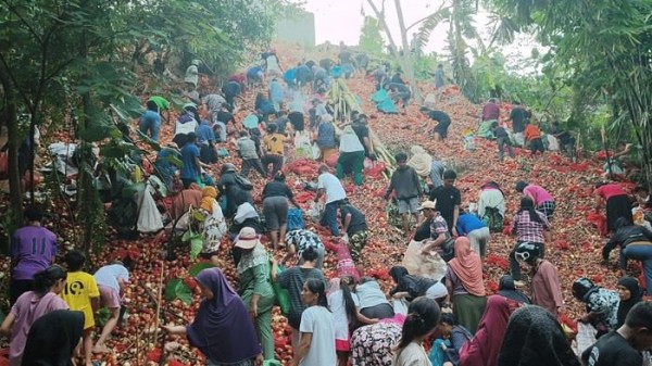 Viral di Medsos, Warga Batam Berbondong-bondong Buru Bawang Merah Gratis di Kawasan Melcem