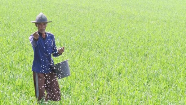 Harga Pupuk Turun, Beban Petani Berkurang