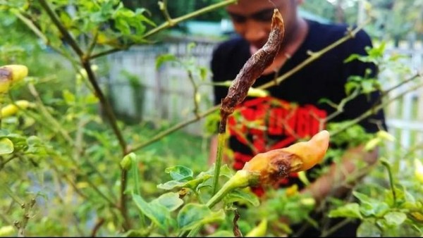 Jenis Tanah yang Cocok untuk Menanam Cabe di Pot agar Panen Melimpah