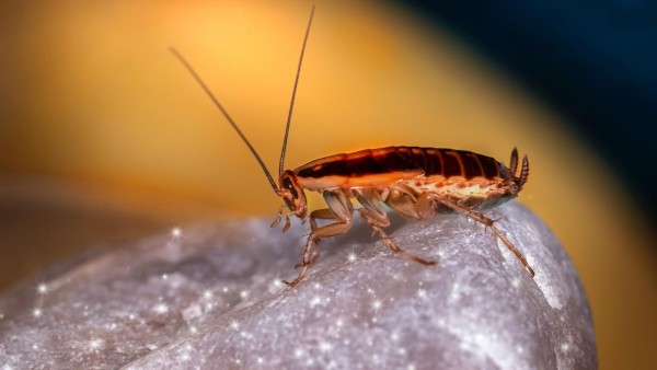 Tren Aneh di China: Kopi Berbahan Kecoa Jadi Buruan Anak Muda