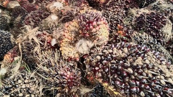 Bayu Krisnamurthi: Tata Kelola Berkelanjutan Kunci Minimalkan Risiko Perkebunan Sawit