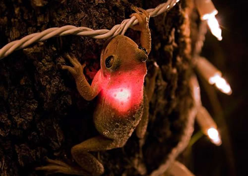 tree-frog-christmast-light