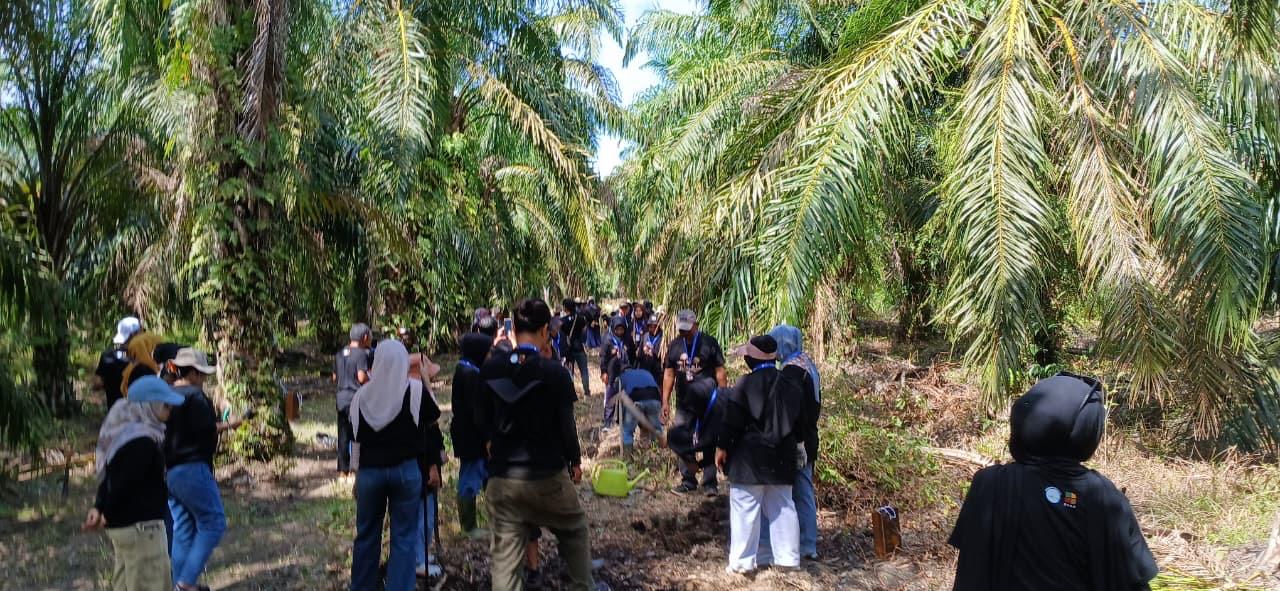 Inovasi Tumpang Sari Kopi di Kebun Sawit Jadi Angin Segar Ekonomi Pedesaan Desa Temiang