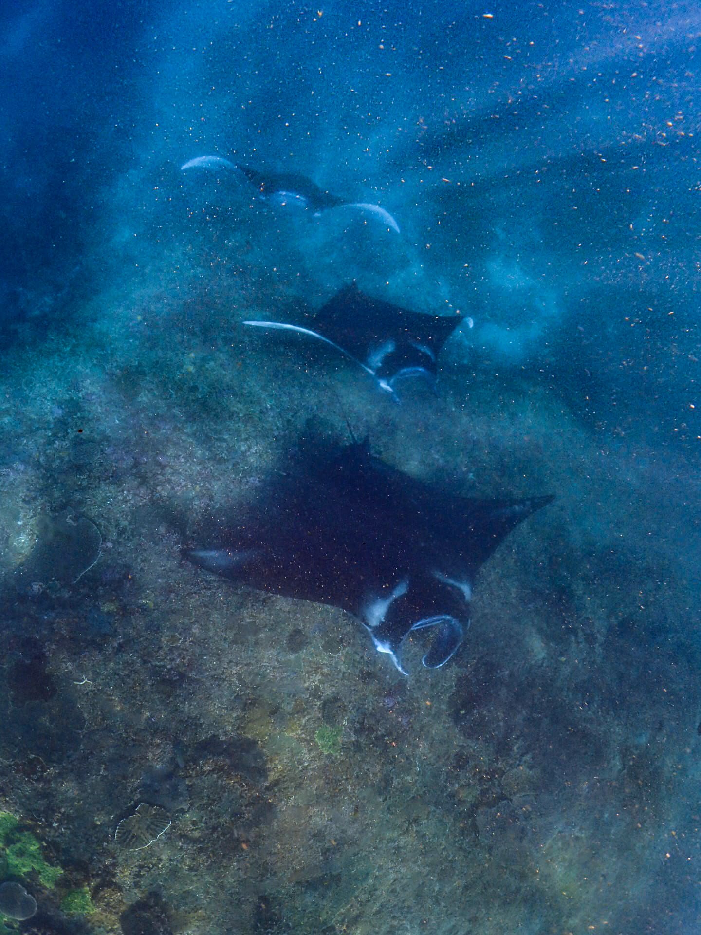 Manta Encounter