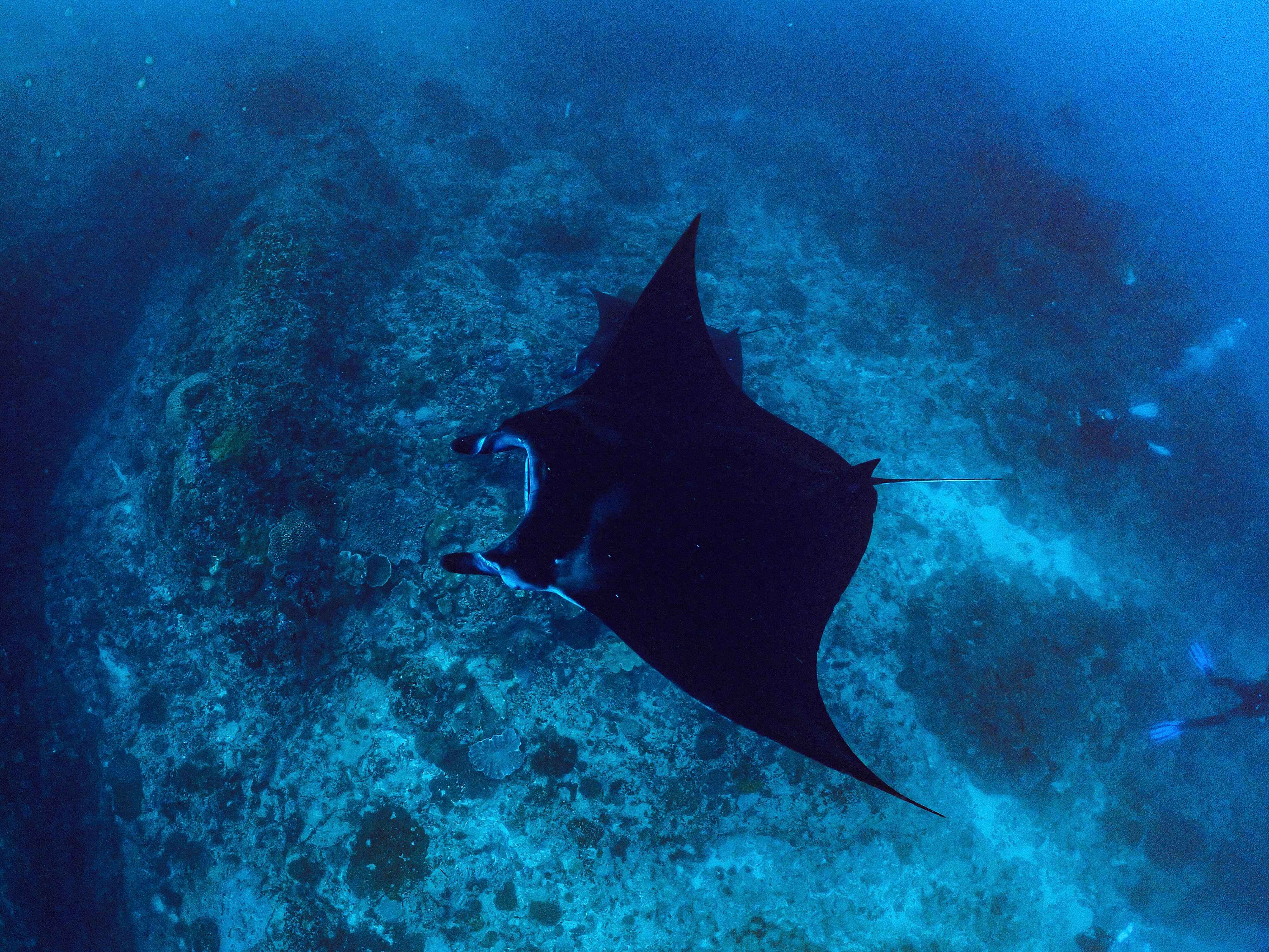 Manta Encounter