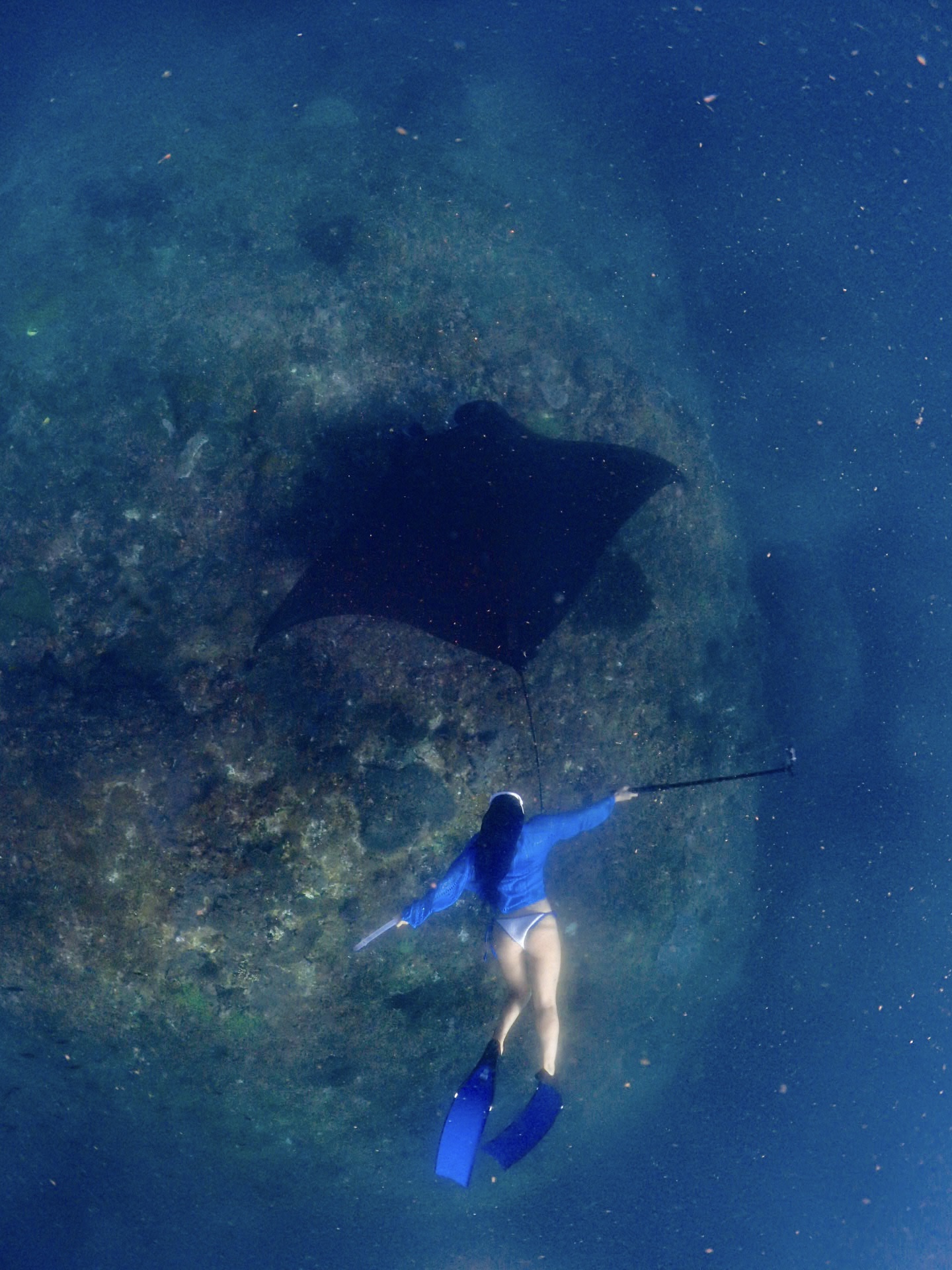 Manta Encounter