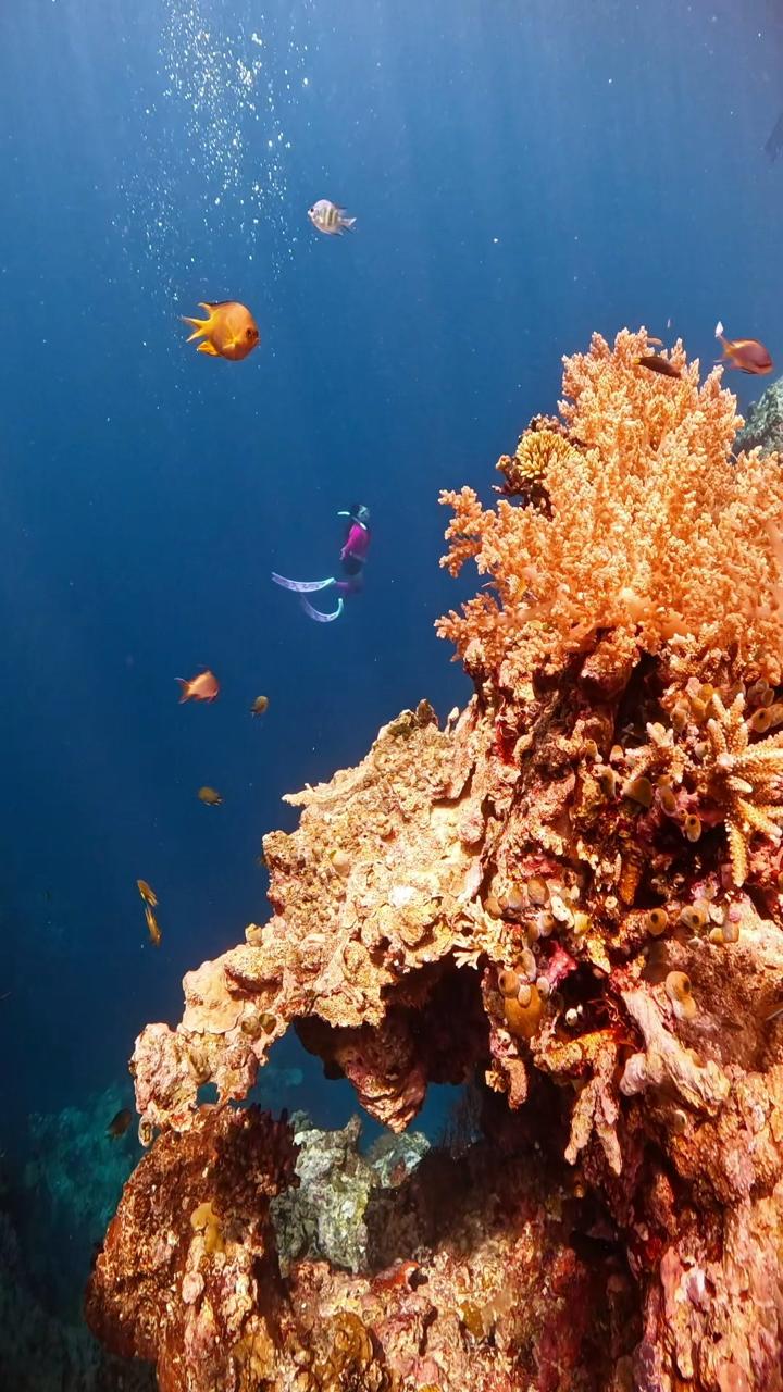 Menjangan Island