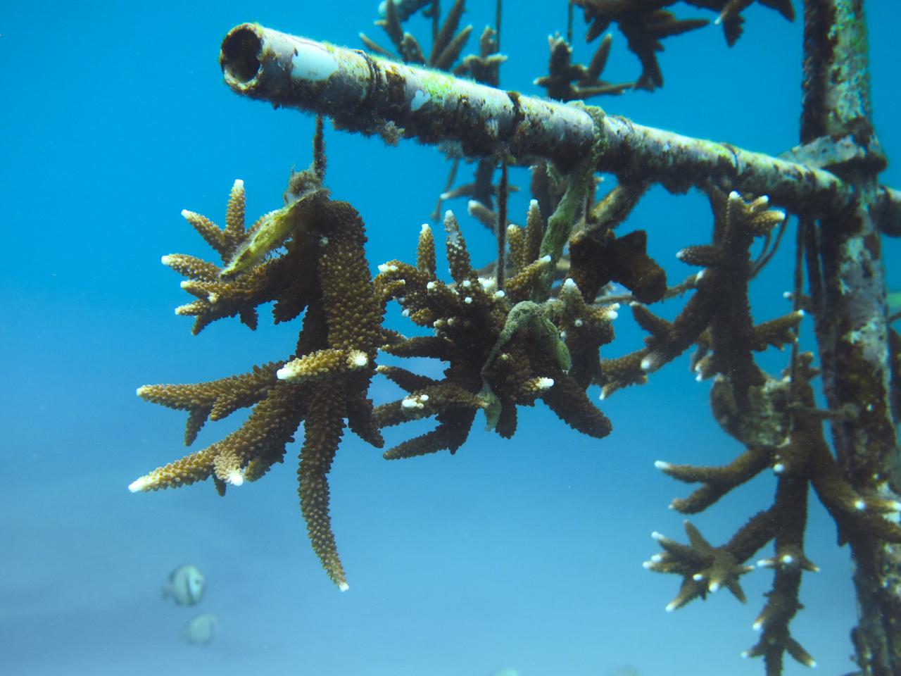 Eco Scuba Diving: Coral Restoration Edition