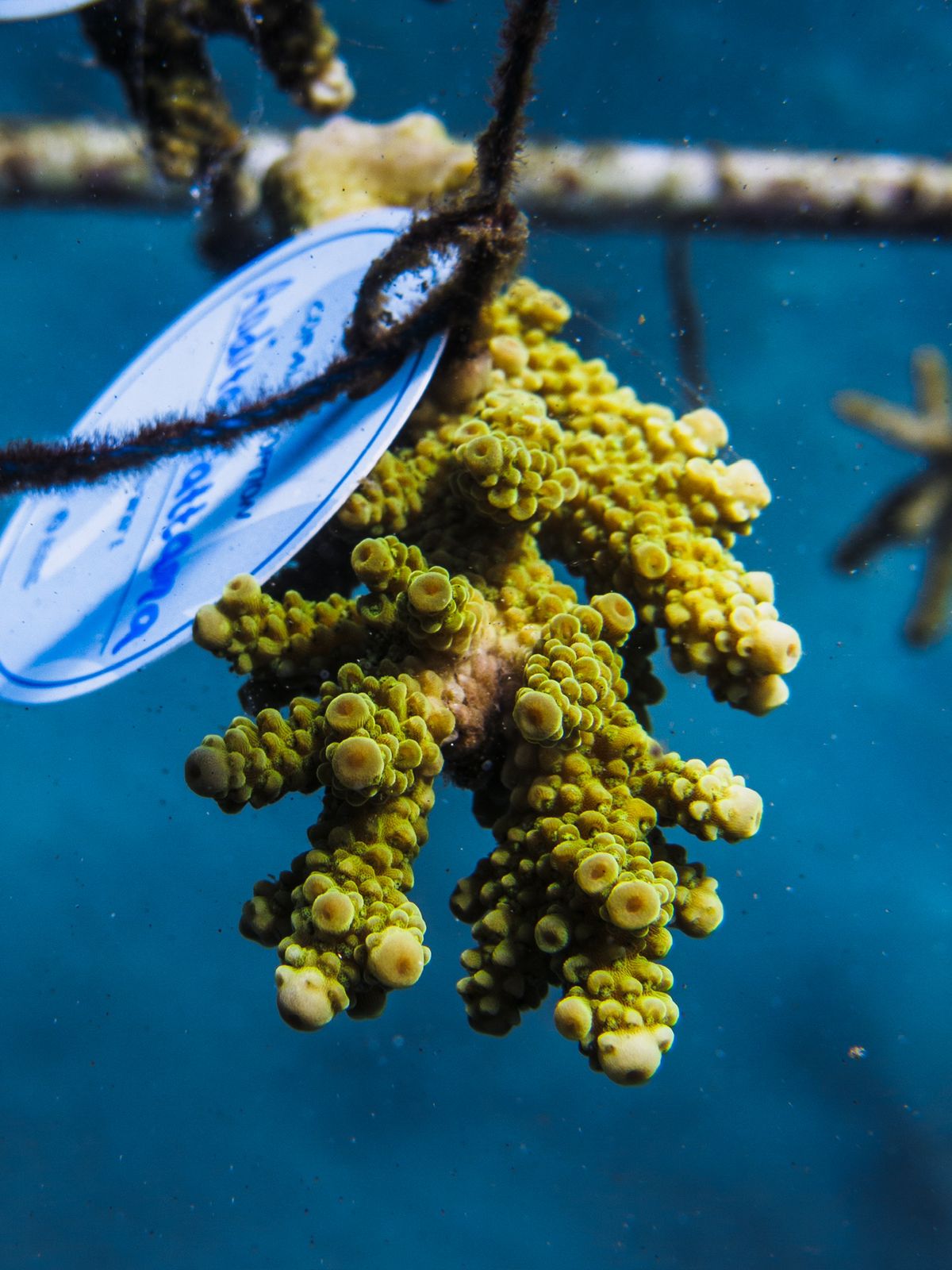 Coral Restoration & Education