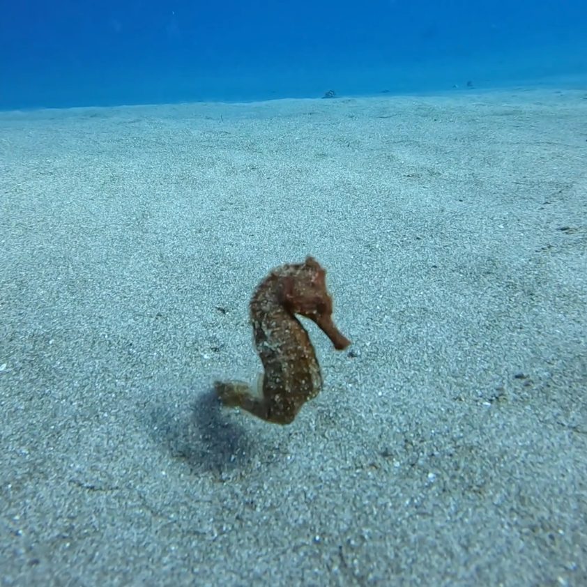 Seahorse
