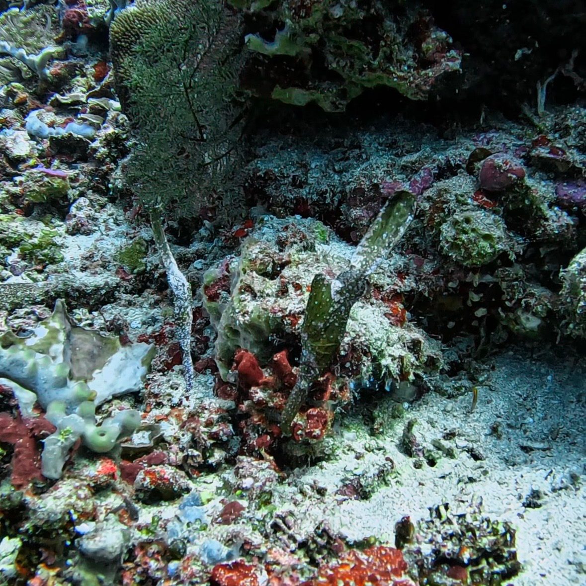 Ghost pipefish