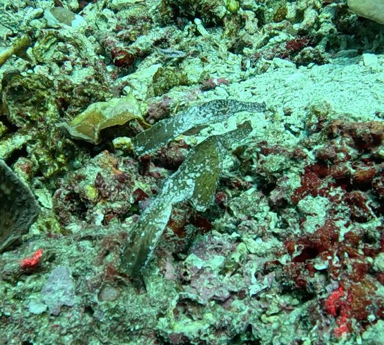 Ghost pipefish 2