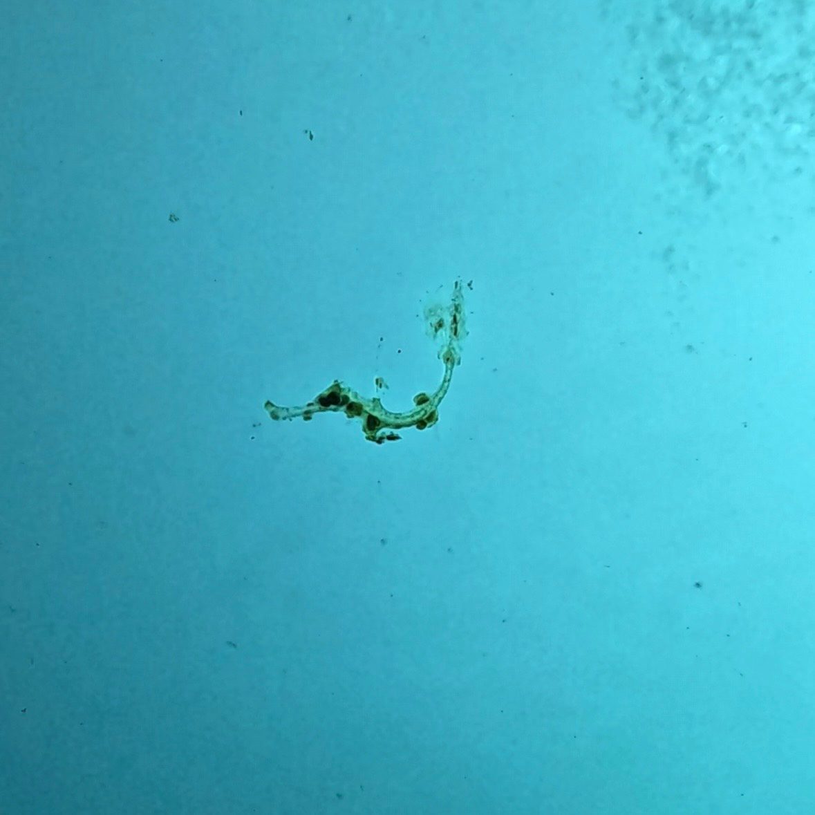 Ghost pipefish