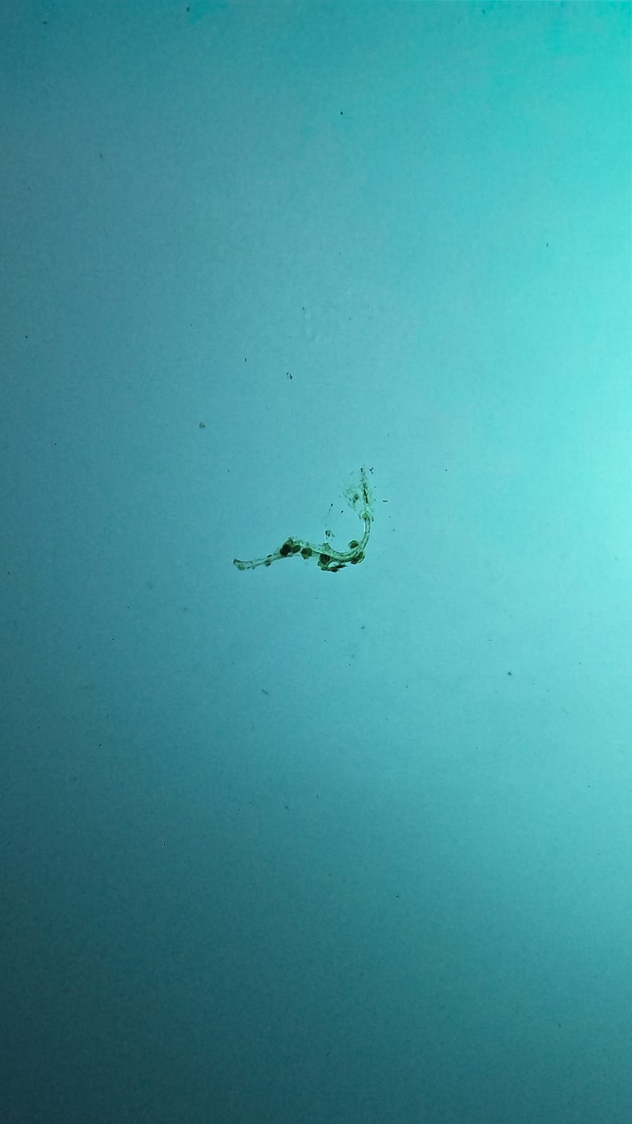 Ghost pipefish 2