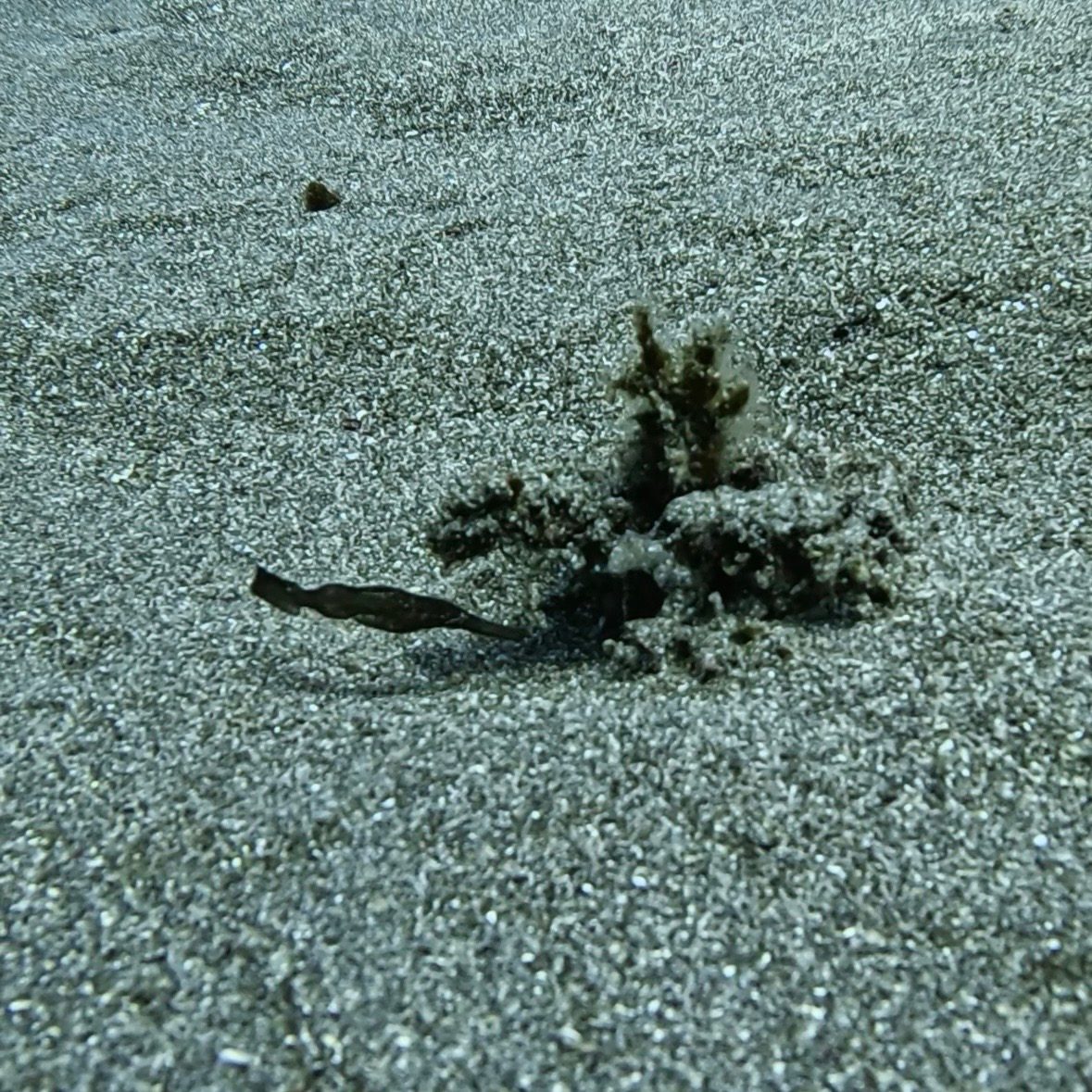 Ghost pipefish