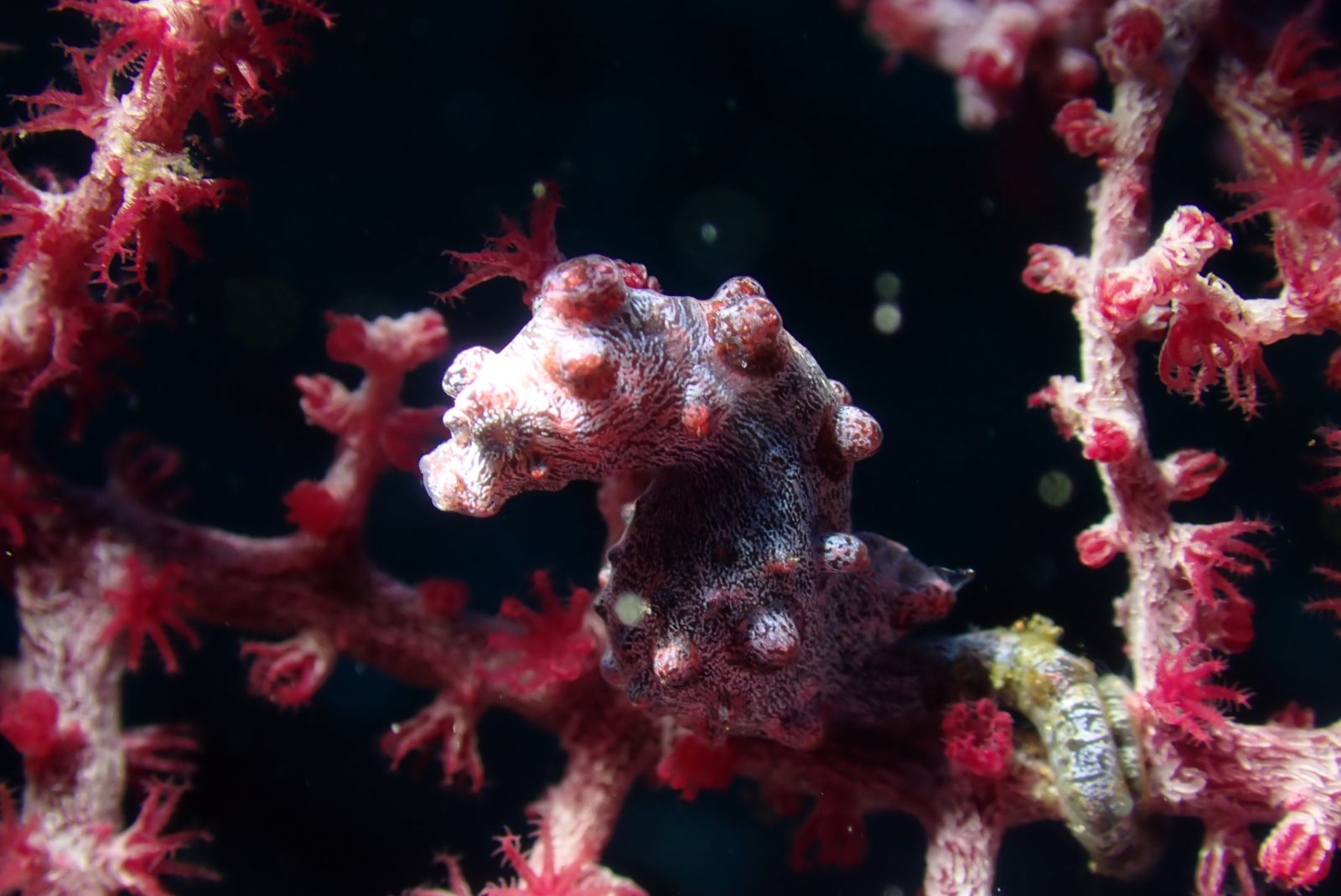 Pygmy seahorse