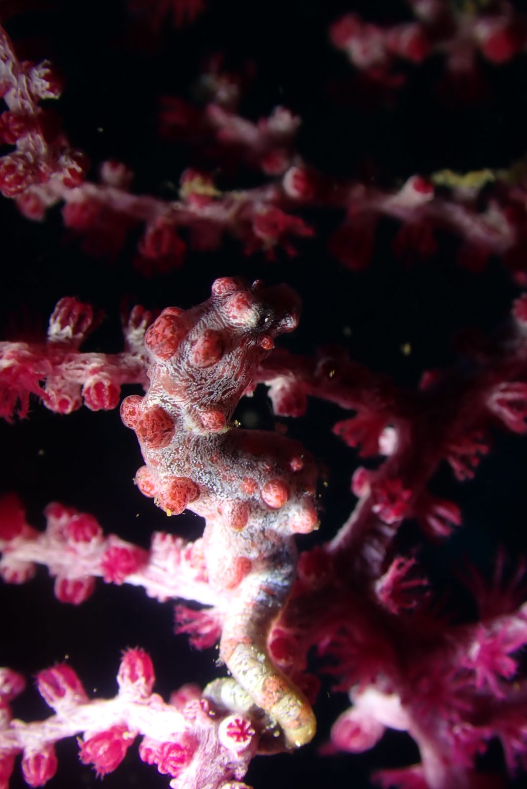 Pygmy seahorse 2