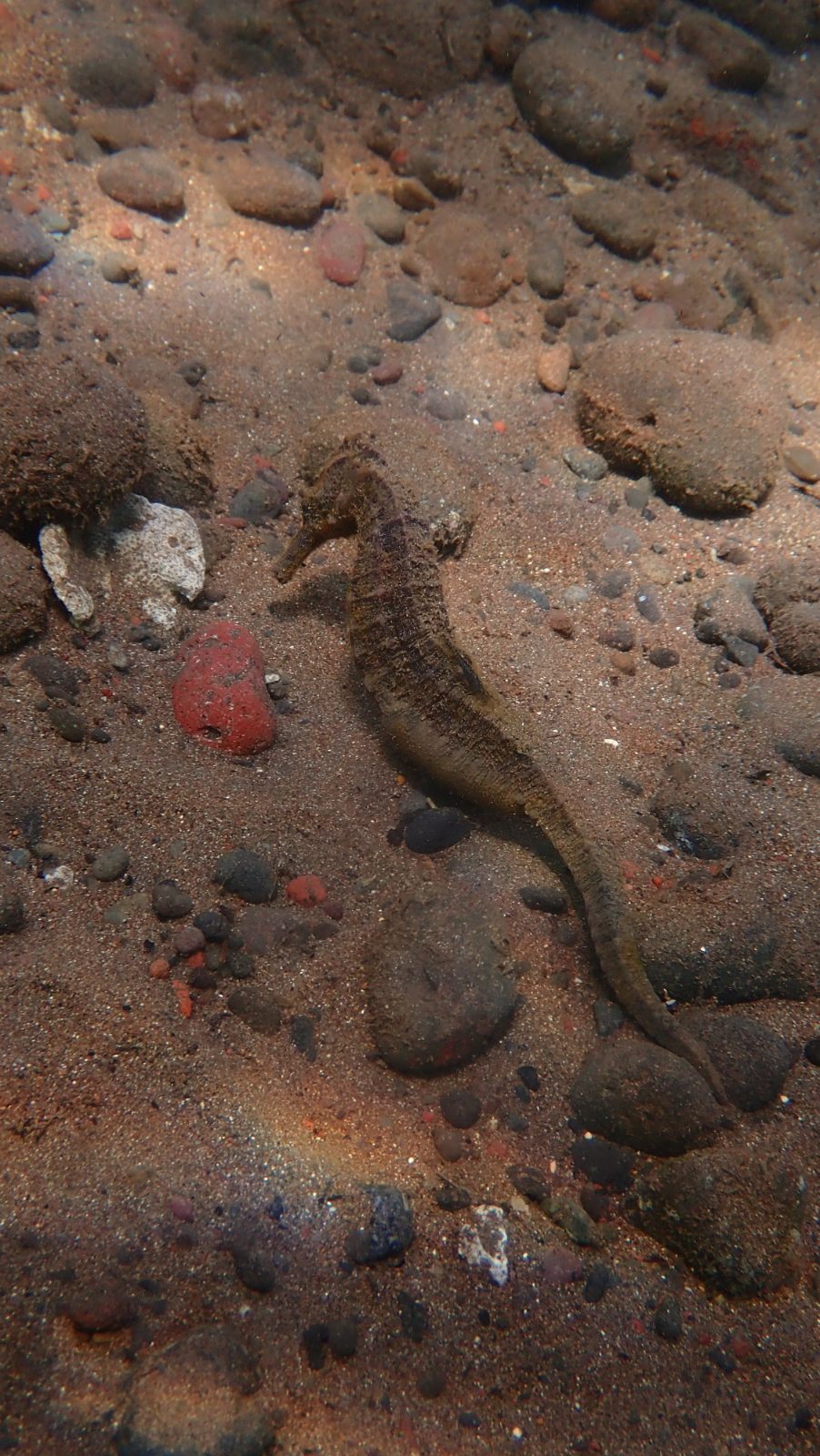 Seahorse