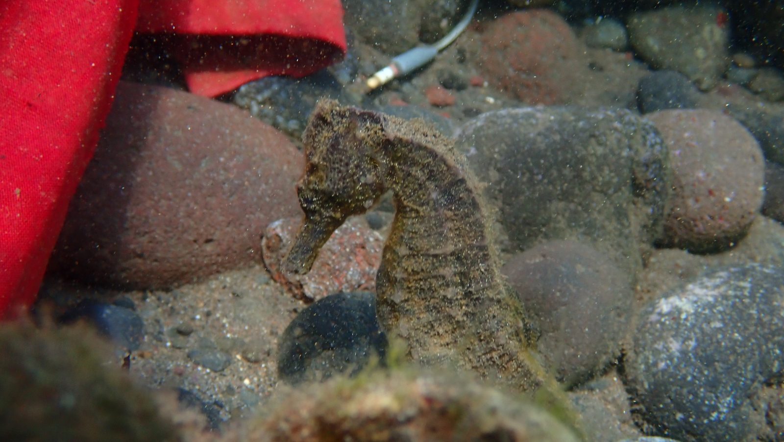 Seahorse 2