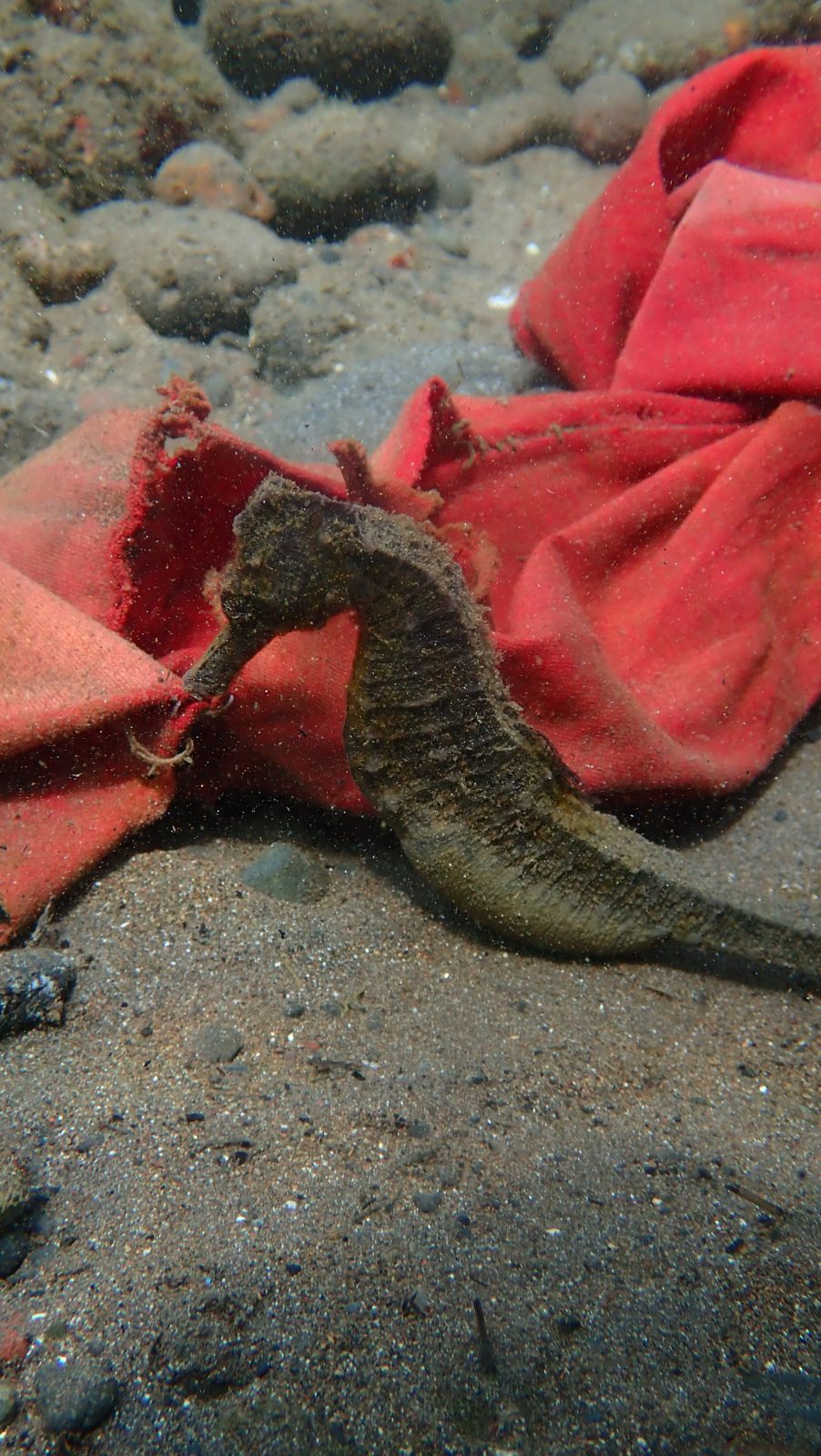Seahorse 3