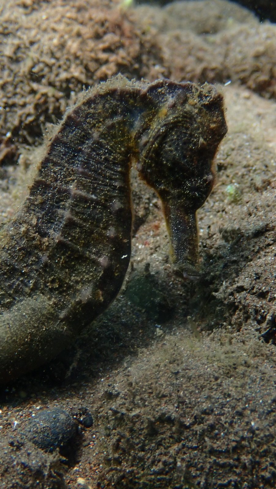 Seahorse 4