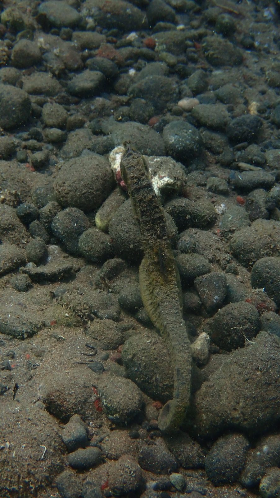 Seahorse 5