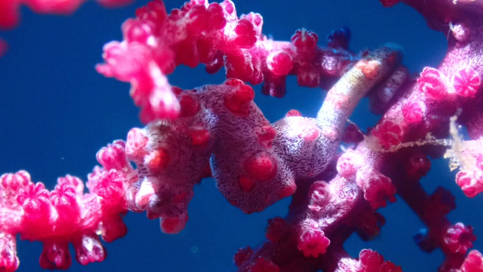 Pygmy seahorse